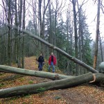 Prepiľovanie vývratov na Hornej skale (autor foto: TT)