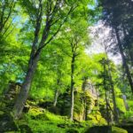 Májová krása Peňažnej (autor foto: RoboV)