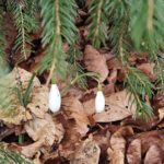 Snežienky (autor foto: ĽuboH)